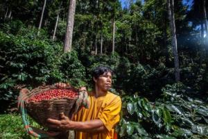 COP 28: lanzan plataforma global para apoyar a pueblos indígenas en protección de bosques