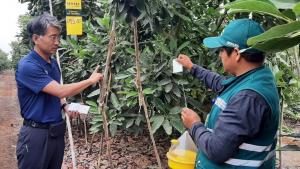 Corea del Sur destaca la calidad del manejo de la palta Hass peruana