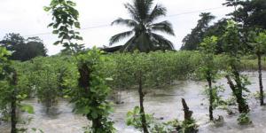 COSTA RICA: AGRO SUFRE PRIMEROS TRASTORNOS POR FENÓMENO “EL NIÑO”