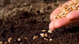 Costos de importación de semillas podrían elevarse entre 8% y 10%
