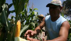 Crearán la primera asociación de productores de maíz amarillo duro en Gran Chimú