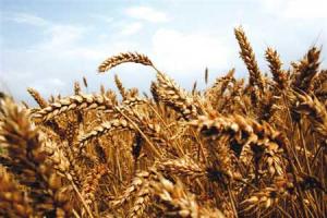 CRECE DEMANDA INTERNA DE MAÍZ EN 26%