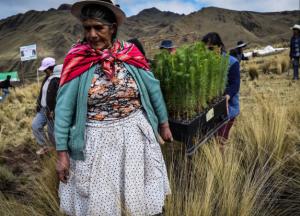 Cusco: forestarán cerros con más de dos millones de plantas nativas