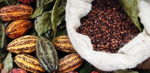 Déficit mundial de cacao alcanzaría las 181.000 toneladas en periodo 2021-2022