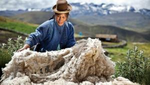 Del 95% de la producción nacional total de fibra de alpaca, el 90% se orienta hacia la exportación
