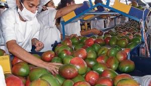 Despachos de mango peruano a Estados Unidos están 35% por debajo de lo habitual