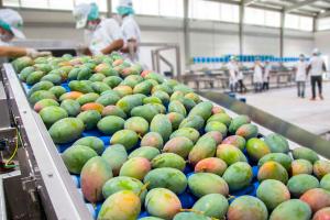 Despachos peruanos de mango crecen +2% en volumen, pero caen -8% en valor entre enero y julio de 2023