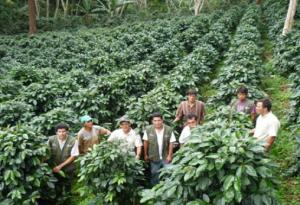 DESTINAN MÁS  DE € 10 MILLONES EN  PROYECTOS DE CULTIVOS ALTERNATIVOS 