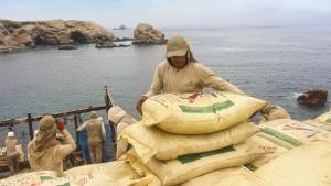 Destinarán 14.765 toneladas de guano de las islas a precio social para la agricultura familiar