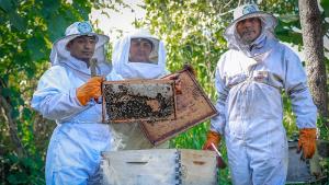 Devida distribuye 1.330 núcleos de abejas en Junín