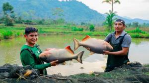Devida impulsa reproducción de peces paco