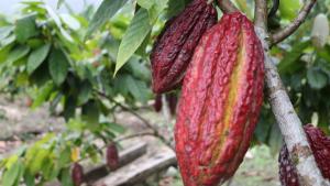 Devida organiza Concurso de Cacao de Excelencia 2023