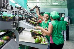 Dominus inicia envíos de mangos a Corea del Sur y China