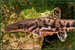  DONCELLA COMPETIRÍA CON ESPECIE SIMILAR DE BRASIL