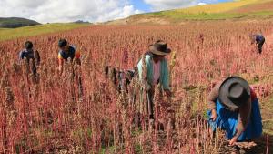 DRA Ayacucho ejecutará cinco proyectos agrarios este año