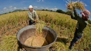 DRA Piura y especialistas analizarán variedades de arroz frente al cambio climático