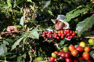 DRA San Martín lanza proyecto de café para mejorar productividad y competitividad