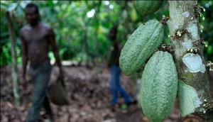 ÉBOLA PONE EN PELIGRO LA PRODUCCIÓN DE CHOCOLATE