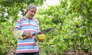 Ecuador cerca de convertirse en el segundo productor mundial de cacao este año