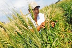 EEA Baños del Inca lanza nueva variedad de trigo “Inia 434 Espiga Misha”