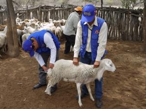 EJECUTAN PLAN PARA COMBATIR PLAGAS POR EL NIÑO EN 14 REGIONES DEL PAÍS