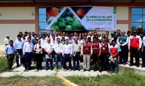Ejecutarán plan de acción para proteger y evitar ingreso del HLB en Perú