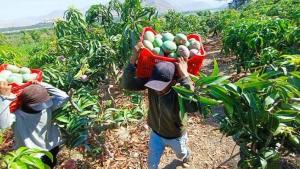 El 50% de la producción de mango de Piura ya se perdió y cifra podría agravarse