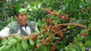 El 59.2% de los productores café peruano son informales