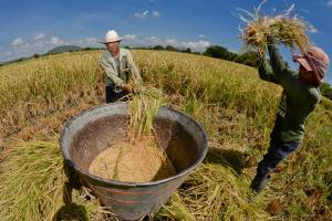 El 70% del arroz consumido en cuarentena fue importado