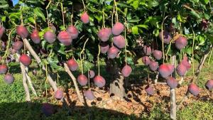 El mango es la fruta más exportada por Brasil concentrando el 25.36% del total en 2024
