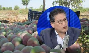 El mango peruano: importante motor del desarrollo agroexportador