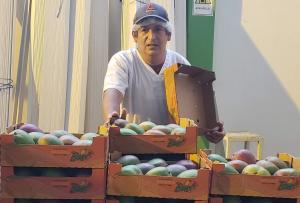 “El National Mango Board es un enorme referente para ser imitado en otros países y continentes”