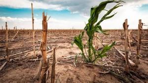 El Niño amenaza a los principales cultivos de La Libertad