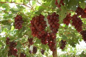 El peso de la uva piurana cayó entre 25% y 30% como consecuencia de las altas temperaturas