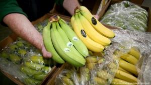 El sector bananero ecuatoriano aumenta un 6.95% sus exportaciones a pesar de la pandemia