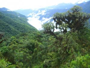 EL SECTOR FORESTAL PUEDE FORTALECER LA ECONOMÍA DEL PAÍS