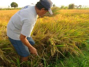 El Tambo: arroceros solo han sembrado 500 hectáreas de un total de 6 mil por falta de lluvias