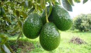 Empresa chilena es nuevo integrante de la Organización Mundial del Aguacate