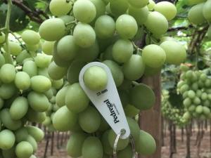 Empresa Pedregal abre filial en Estados Unidos