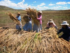 EN EL 2014 LA PRODUCCIÓN DE QUINUA SERÍA DE 81.1 MIL TONELADAS 