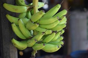 En el 2023 se exportaron casi 20 millones de toneladas de bananas a todo el mundo por un valor estimado de US$ 10.300 millones