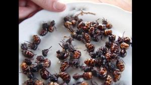 En Perú falta investigación en relación al consumo de insectos