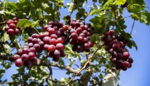 Enero: exportación peruana de uvas llegó a US$ 252 millones