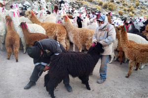 Entregan kits veterinarios para el cuidado de 1.800 alpacas ante bajas temperaturas