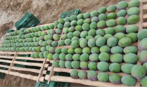 Envíos aéreos de mangos crecerán en la presente campaña