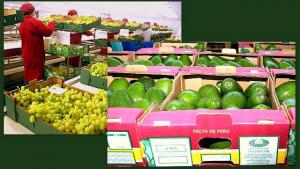 ENVÍOS DE FRUTAS Y VERDURAS ESPAÑA ASCIENDEN A US$ 1,852 MILLONES
