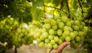 Envíos de uva de mesa sumaron 267.171 toneladas por US$ 676 millones entre enero y julio de este año