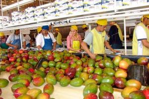 Envíos peruanos de mango fresco sumaron 113.822 toneladas por US$ 139 millones entre enero y octubre, lo que significó una caída de -31% en volumen