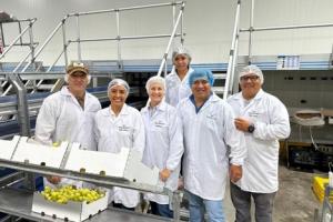 Escasez mundial de uva adelanta el inicio de la temporada en el sur de Perú