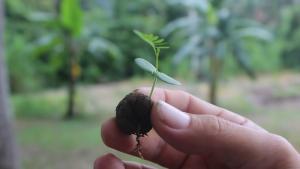 Esferas restauradoras logran crecimiento de especies nativas en zonas arrasadas por incendios